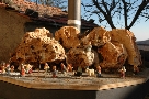 Piccolo Presepe 