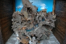 Presepe nella radice