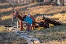 Boscaiolo con carro di pali