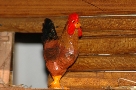 Il gallo