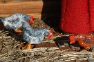 Le galline beccano
