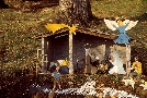 Nativit